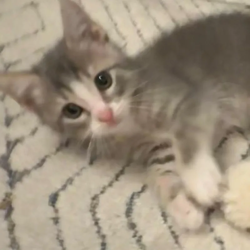 A baby small-sized male Gray / Blue / Silver Domestic Short Hair cat named Brooks for adoption in Pittsburgh, PA