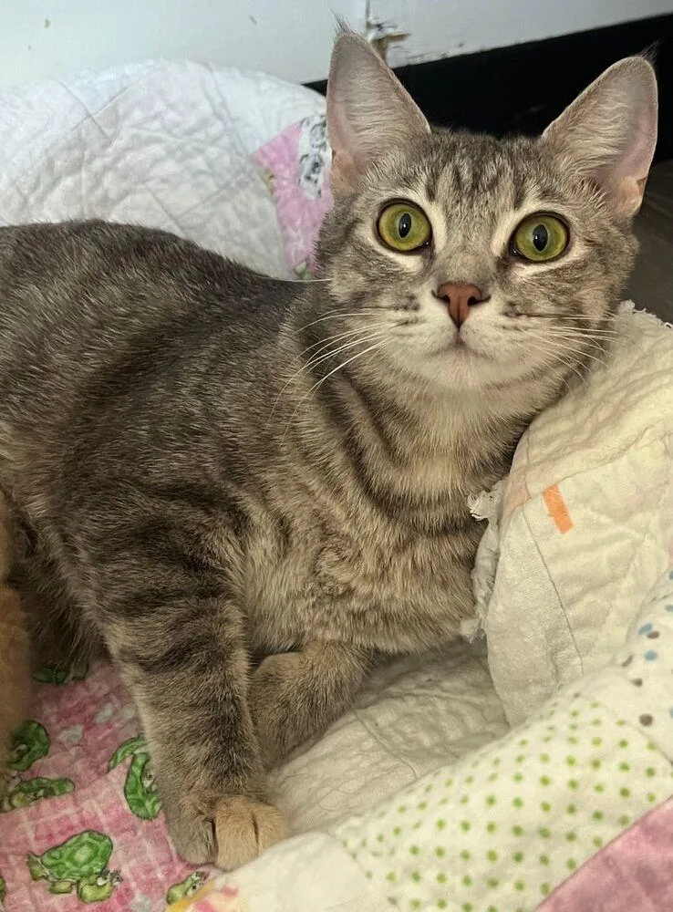 A young medium-sized female Gray / Blue / Silver Domestic Short Hair cat named Bloom for adoption in McPherson, KS