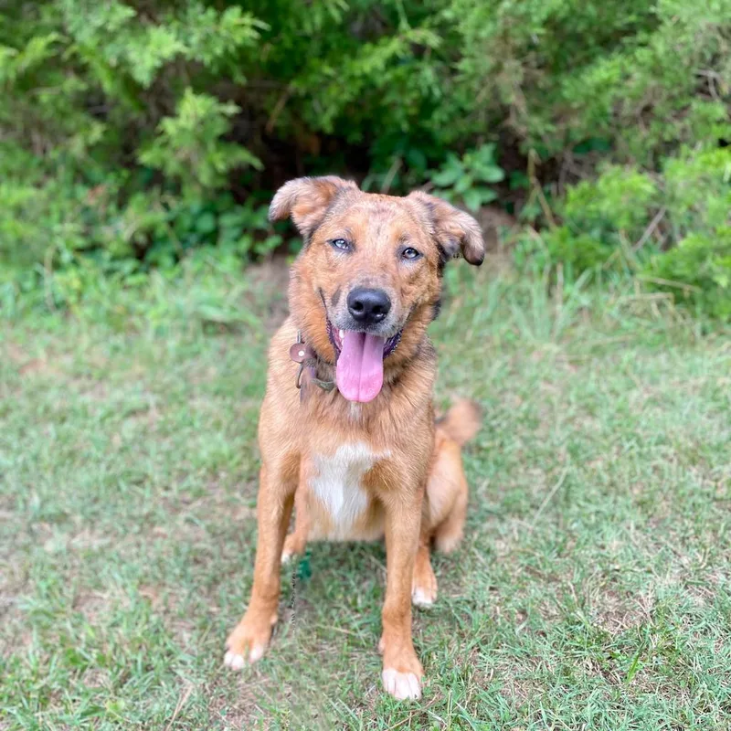 Dexter Miny thumbnail 3