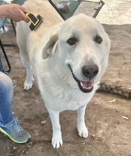An adult large-sized female White / Cream Mixed Breed dog named Leigh for adoption in Georgetown, TX