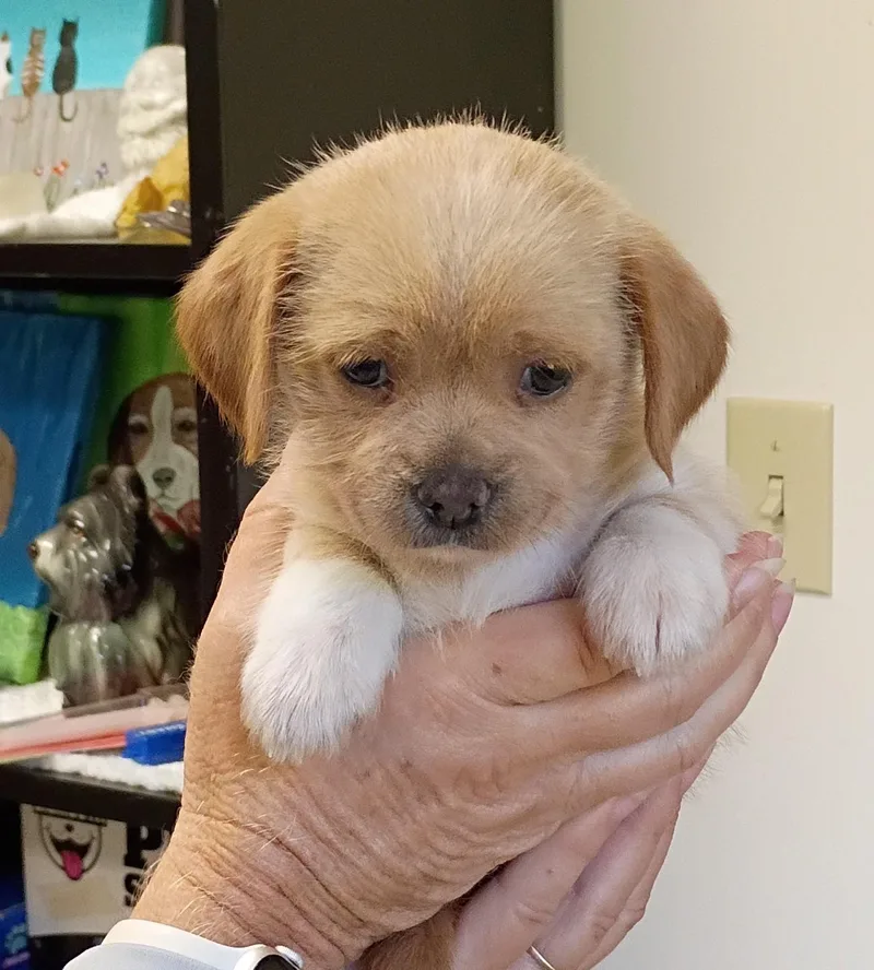 A baby small-sized female Shih Tzu dog named Marsha for adoption in Springfield, OH