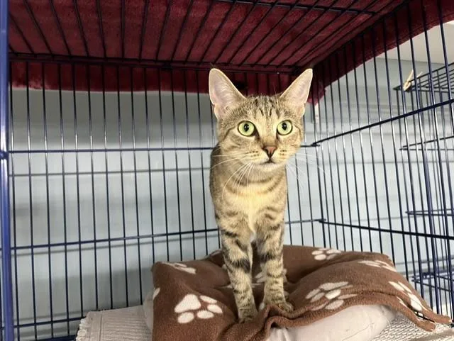 A young small-sized female Tabby (Brown / Chocolate) Domestic Short Hair cat named Serrano for adoption in Grosse Ile, MI