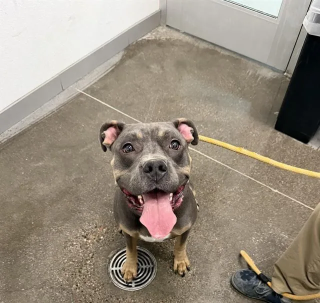A young medium-sized male Pit Bull Terrier dog named Scotty for adoption in Mesa, AZ