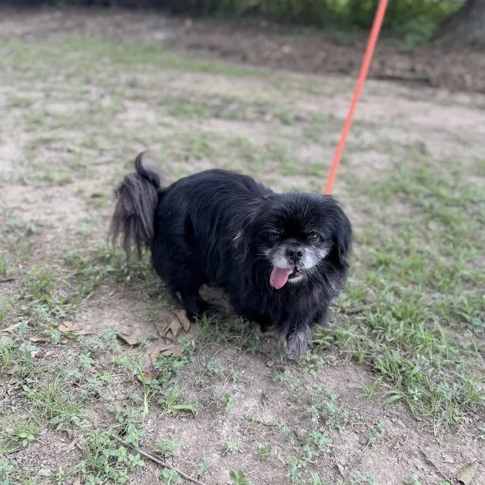 A senior small-sized male Black Pekingese dog named Oboe for adoption in Carencro, LA