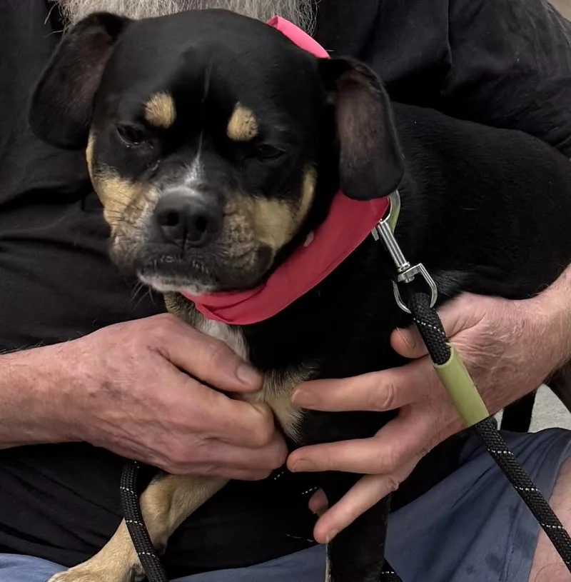A young small-sized male Australian Kelpie dog named Rufus Lee for adoption in Decatur, GA