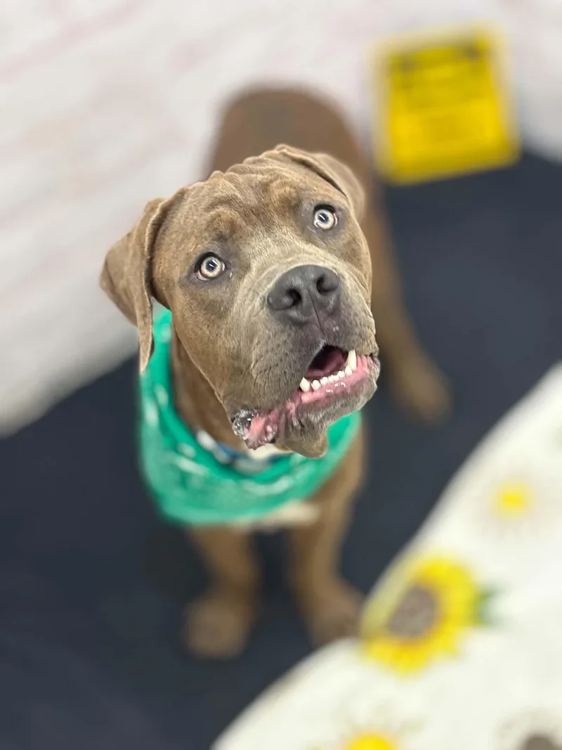A young large-sized male Mastiff dog named Parker for adoption in Oxford, MI