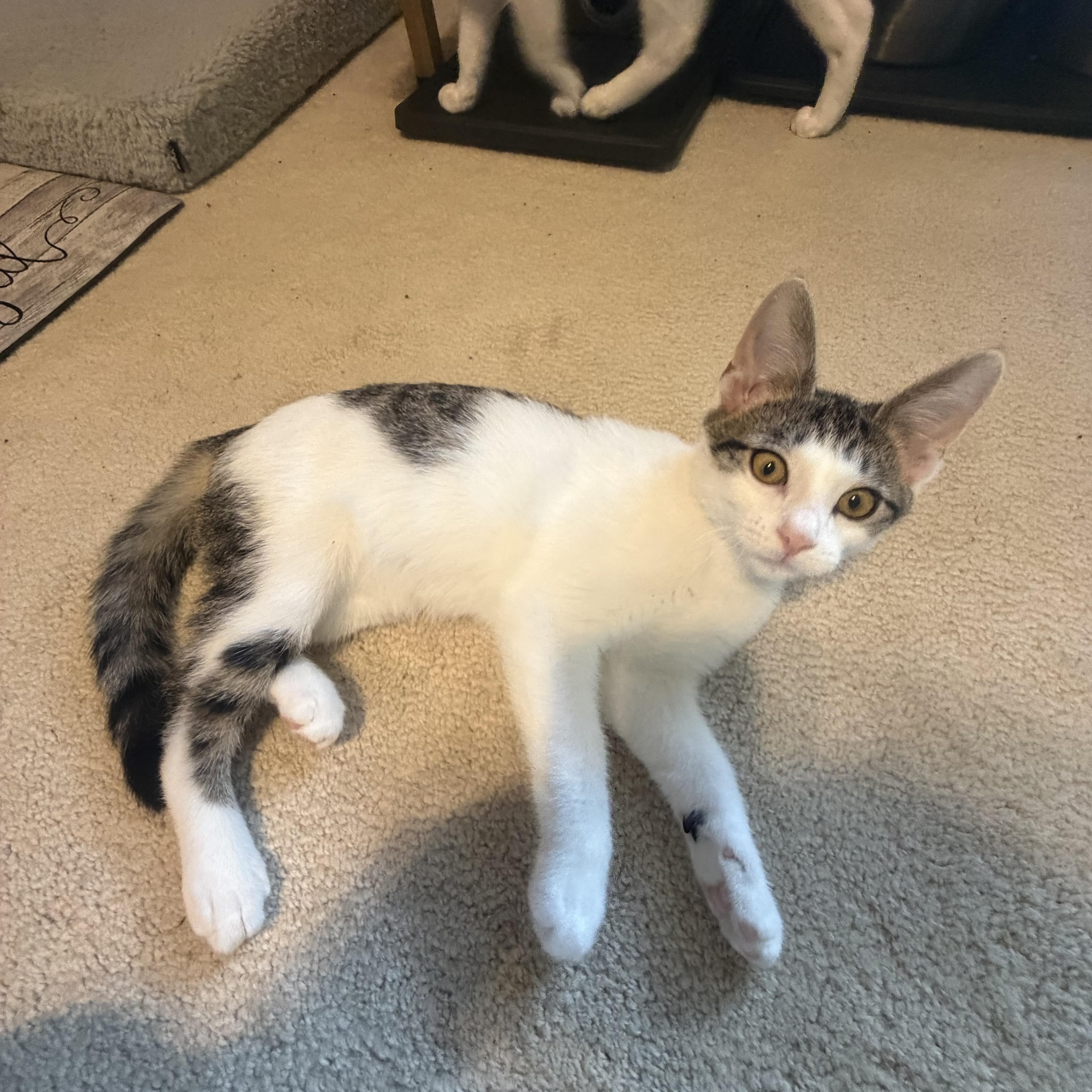 A young small-sized male Domestic Short Hair cat named Brodie for adoption in South Lyon, MI