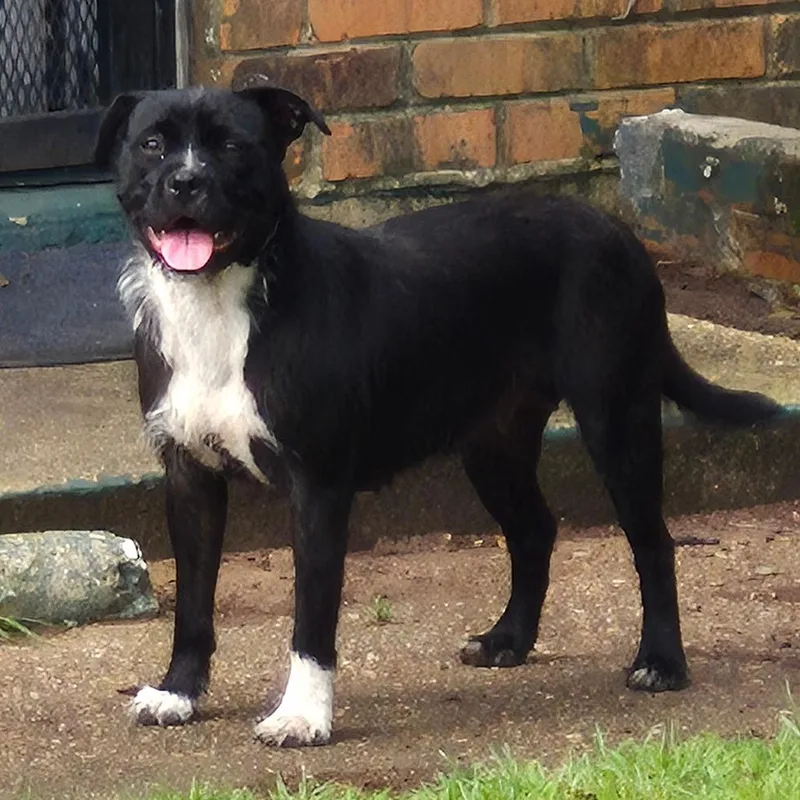 An adult small-sized female Black Wirehaired Terrier dog named Harriet for adoption in Montgomery, AL