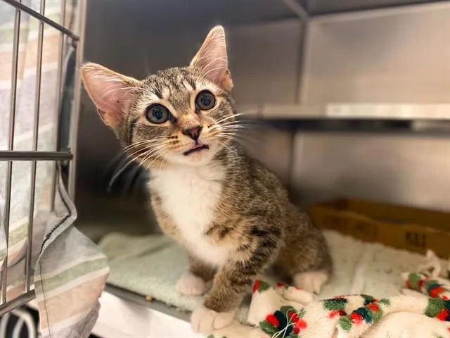 A baby small-sized female Domestic Short Hair cat named Brie for adoption in Fort Wayne, IN