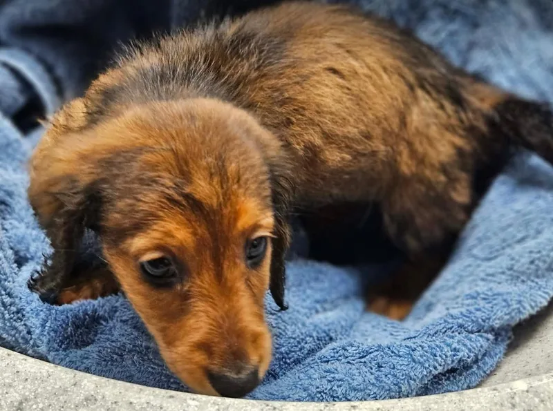 A baby small-sized male Red / Chestnut / Orange Miniature Dachshund dog named Tamale for adoption in Twin lakes, WI