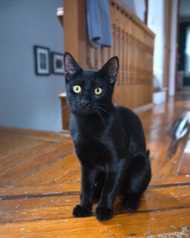 A young small-sized male Black Domestic Short Hair cat named Matty for adoption in Kew Gardens, NY