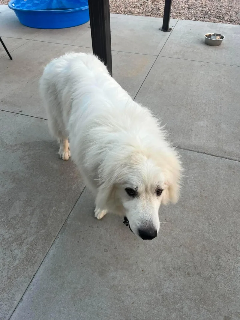 Charley thumbnail 2