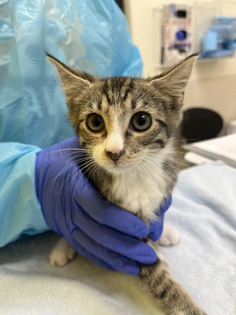 A baby small-sized male Tabby (Gray / Blue / Silver) Domestic Short Hair cat named Rockster for adoption in Raleigh, NC