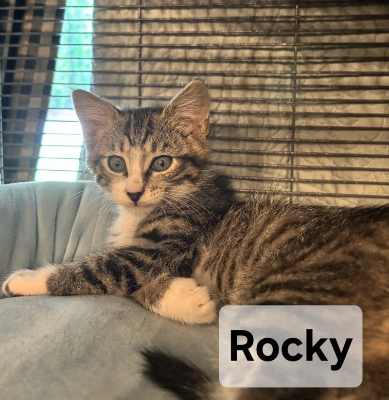 Rockster thumbnail 2