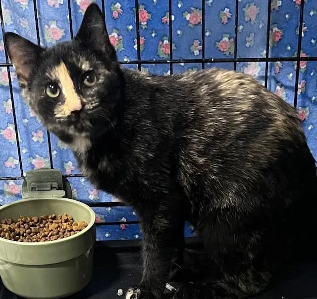 A young small-sized female Tortoiseshell Domestic Short Hair cat named Fiona for adoption in Webster City, IA