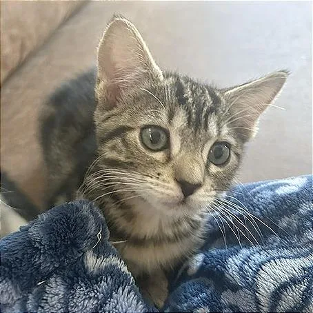 A baby small-sized female Brown / Chocolate Domestic Short Hair cat named A Fiona for adoption in Pleasant Hill, CA