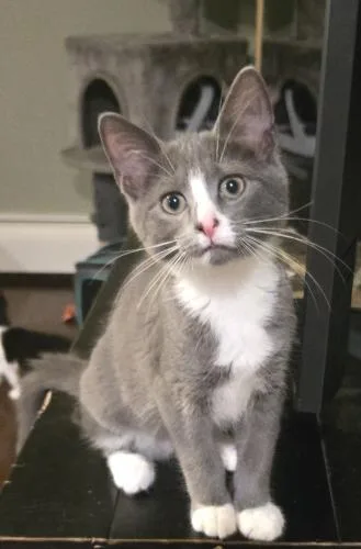 A baby small-sized female Gray & White Domestic Short Hair cat named Ralf for adoption in Webster, MA
