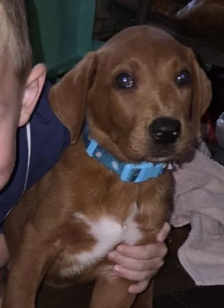 A baby large-sized male Red / Chestnut / Orange Mixed Breed dog named Oaf for adoption in Maineville, OH