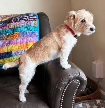 An adult small-sized female Jack Russell Terrier dog named Winnie for adoption in Clatskanie, OR