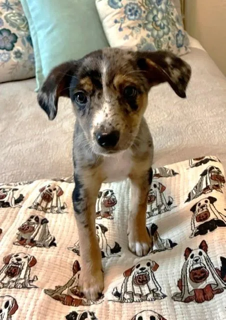 A baby small-sized male Merle (Blue) Mixed Breed dog named Maverick for adoption in fort worth, TX