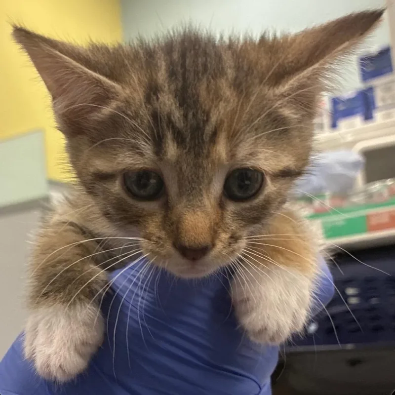 A baby small-sized female Brown / Chocolate Domestic Short Hair cat named Cinderella for adoption in Greensboro, NC