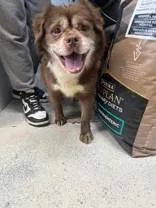 A senior medium-sized male Mixed Breed dog named Chocolate for adoption in Manitowoc, WI