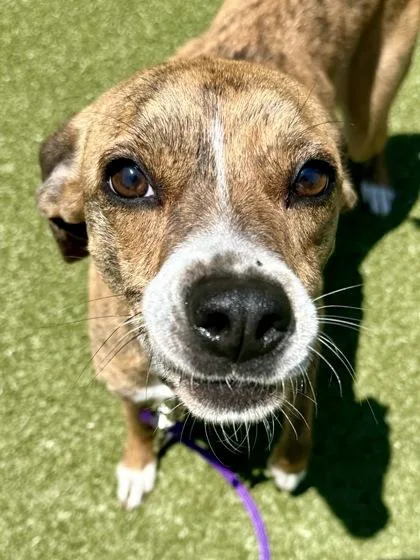 An adult medium-sized male Brown / Chocolate Mixed Breed dog named Winston for adoption in Wichita, KS