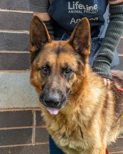 An adult large-sized male Mixed Breed dog named Jessup for adoption in Chamblee, GA