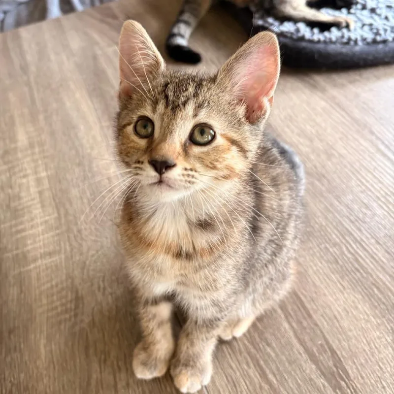 A baby small-sized female Calico Domestic Short Hair cat named Cinnamon Toast for adoption in Newport News, VA