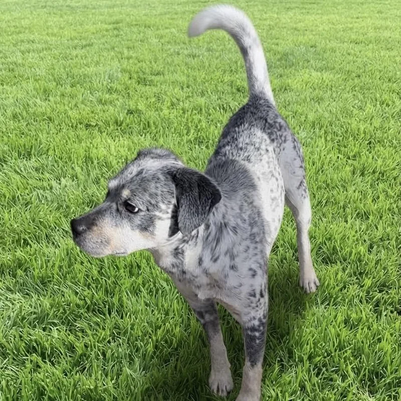 An adult medium-sized male Gray / Blue / Silver Australian Cattle Dog / Blue Heeler dog named Logan for adoption in Las Vegas, NV