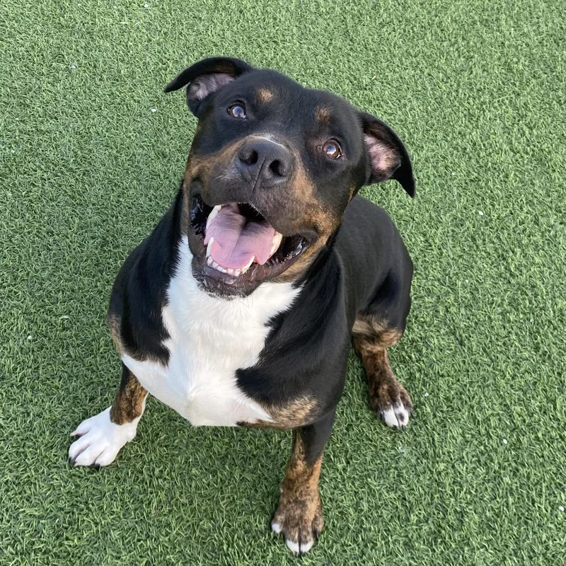 An adult large-sized male Black Mixed Breed dog named Edward for adoption in LOXAHATCHEE, FL