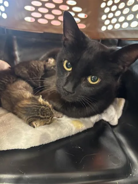 A young medium-sized female Domestic Short Hair cat named Sprout for adoption in Louisville, KY