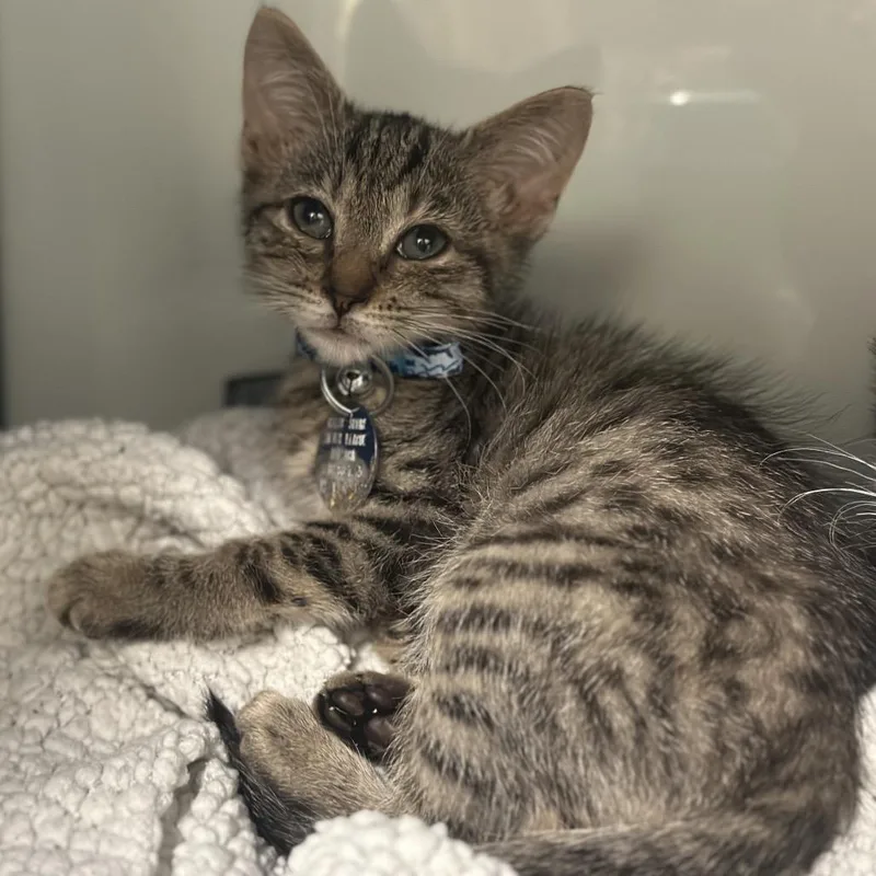 A baby small-sized male Brown / Chocolate Domestic Short Hair cat named H Yuji for adoption in Port Washington, NY