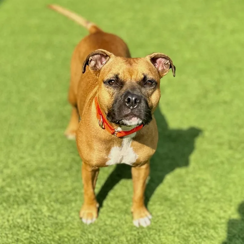 An adult medium-sized female Brown / Chocolate Mixed Breed dog named Cali for adoption in Matteson, IL