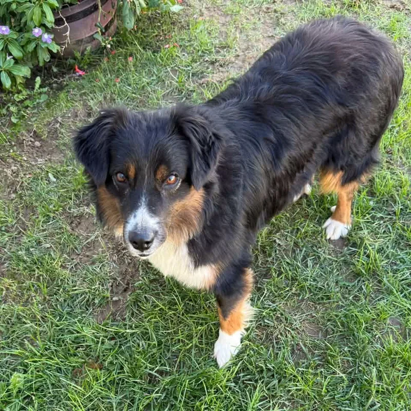 An adult medium-sized male Australian Shepherd dog named Ranger for adoption in Cadiz, OH