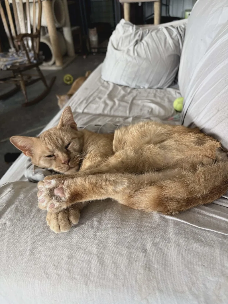 An adult medium-sized male Orange / Red Domestic Short Hair cat named Cheddarball for adoption in De Soto, IA