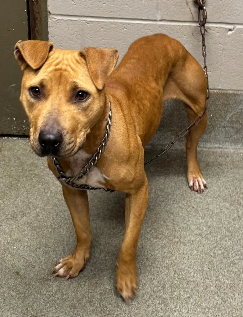 Sassafrass thumbnail 2