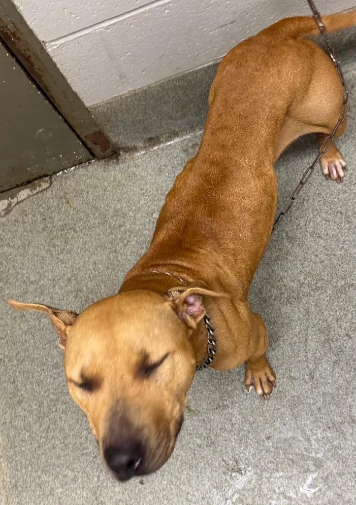 Sassafrass thumbnail 3