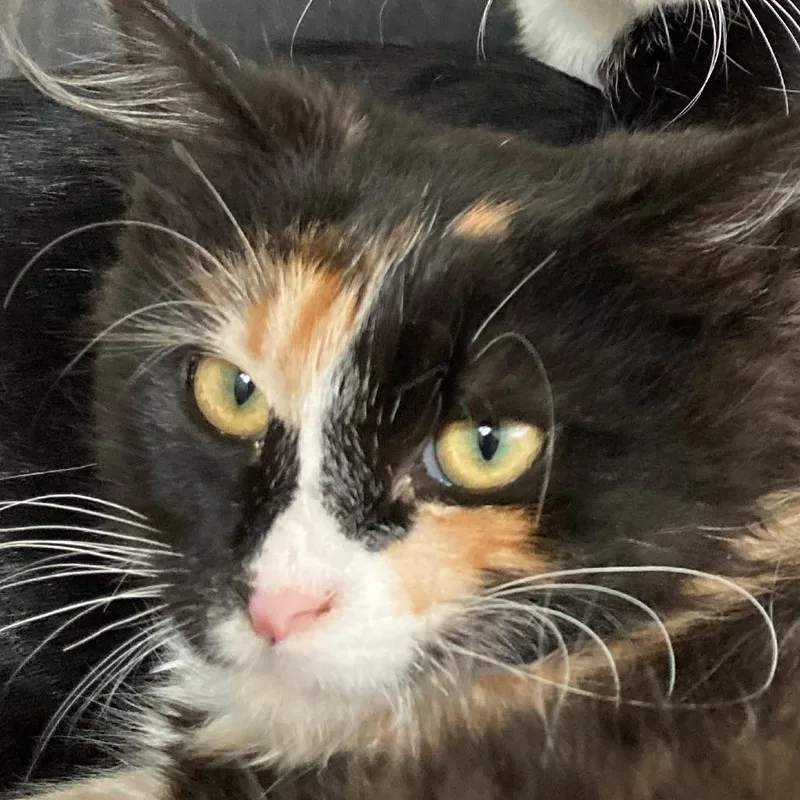 A baby medium-sized female Black Domestic Medium Hair cat named Fiona for adoption in Buffalo, WY