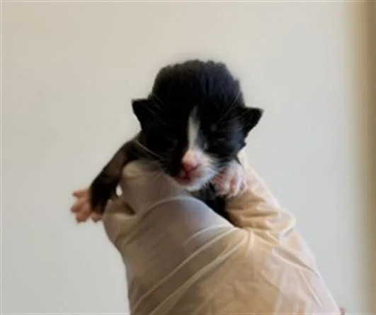 A baby small-sized female Domestic Short Hair cat named Ms. Daisy for adoption in Riverside, CA