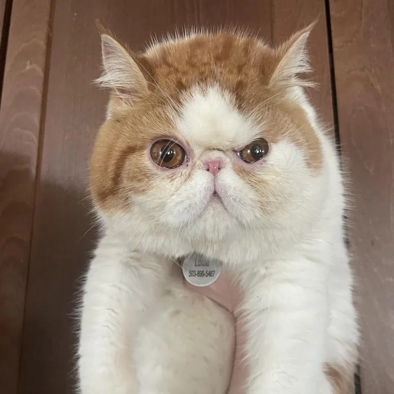 A young medium-sized male Orange & White Exotic Shorthair cat named Louie for adoption in Hillsboro, OR