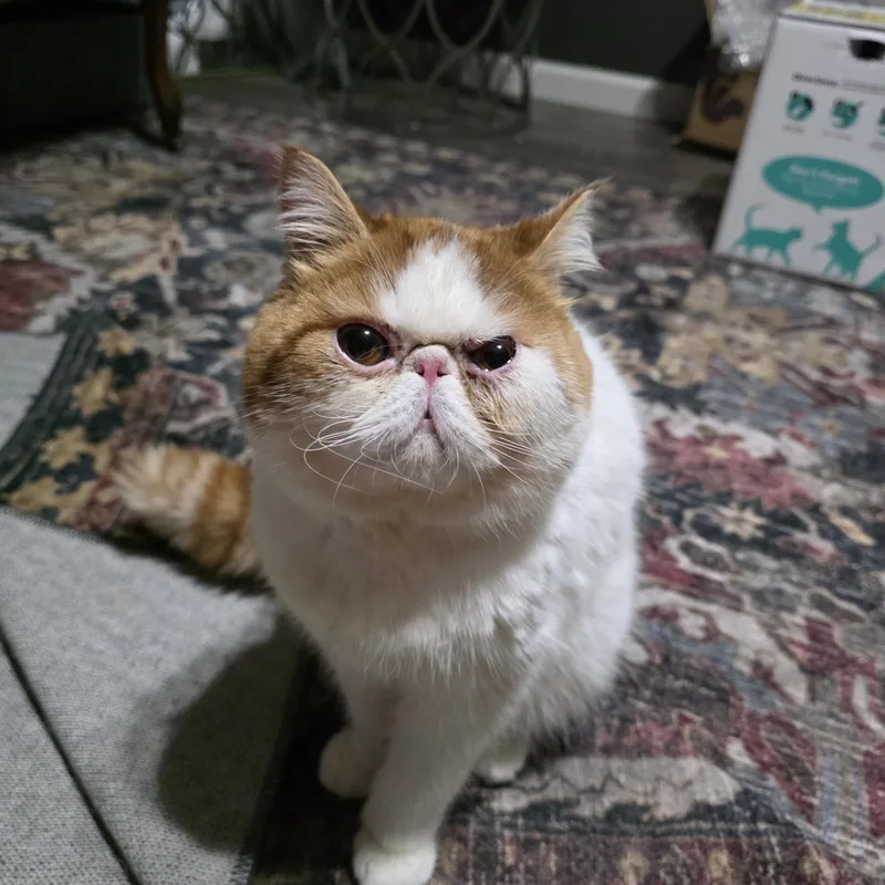 Louie thumbnail 3