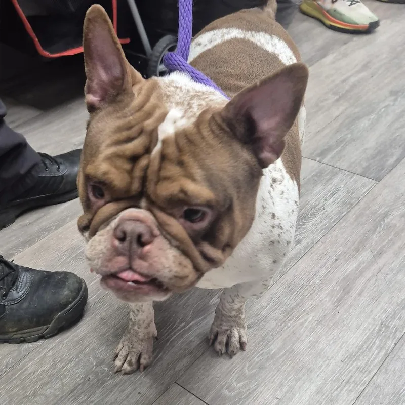 A baby small-sized female Brown / Chocolate American Bulldog dog named Florence for adoption in Newark, NJ