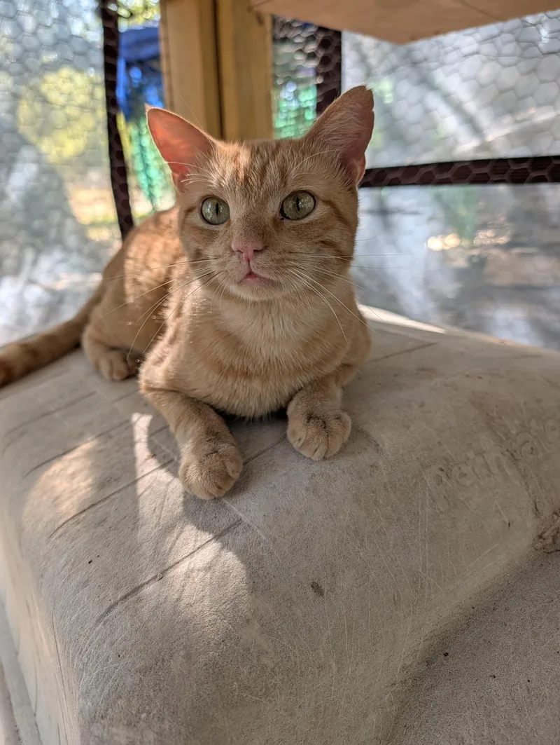 An adult medium-sized male Orange / Red Domestic Short Hair cat named Waggoner for adoption in Fischer, TX