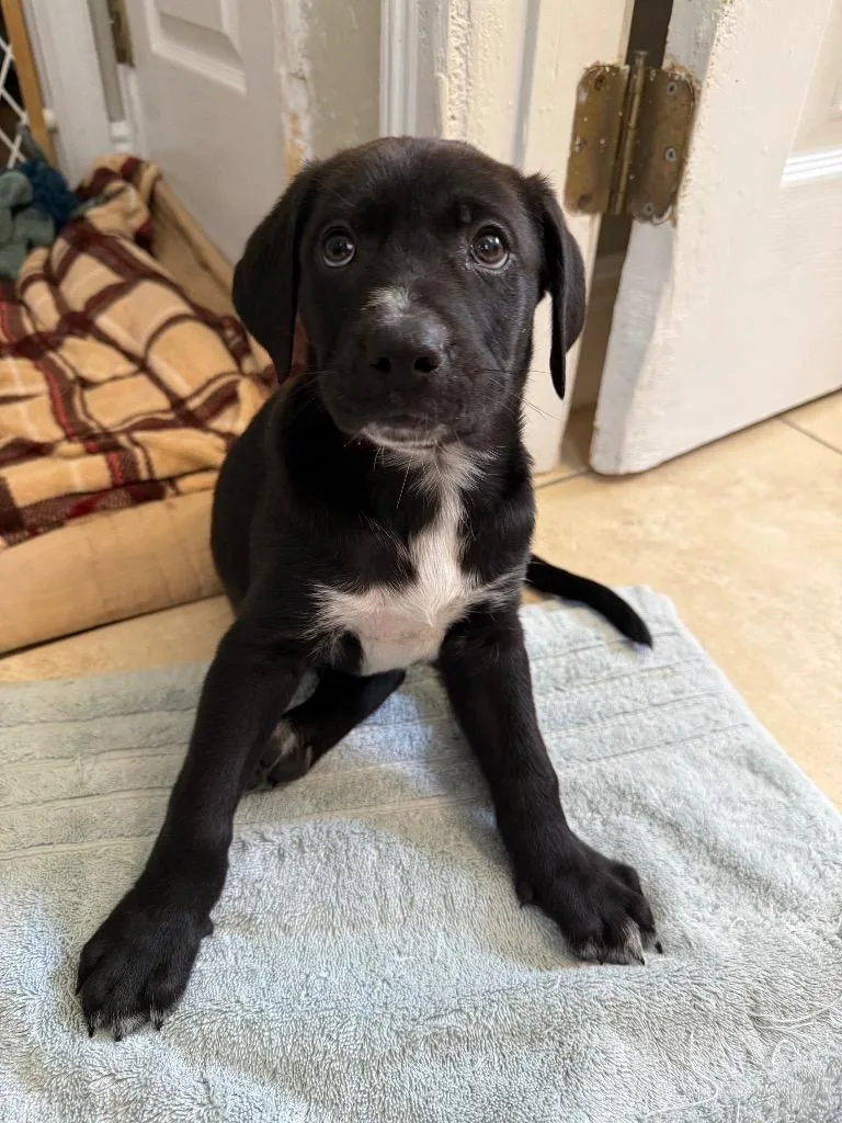 Axl