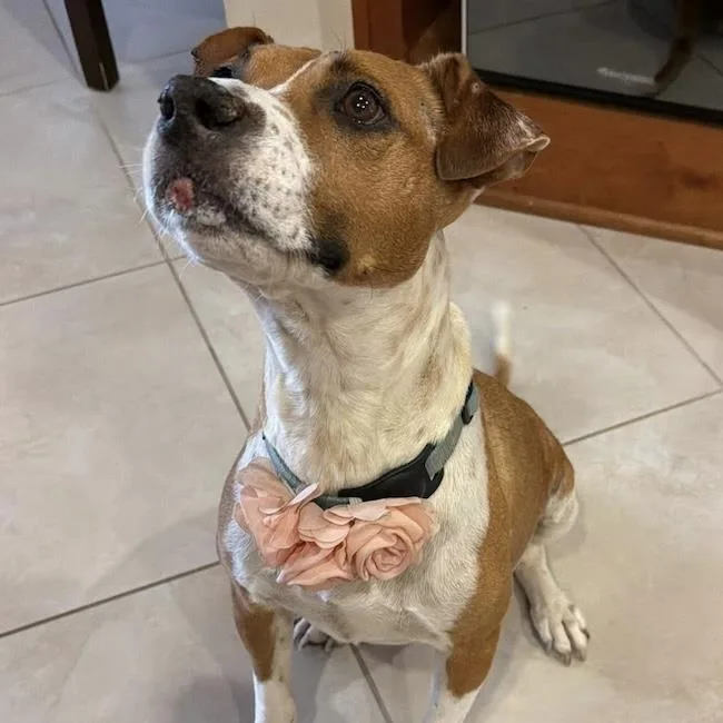 An adult medium-sized female Pit Bull Terrier dog named Ava for adoption in San Diego, CA