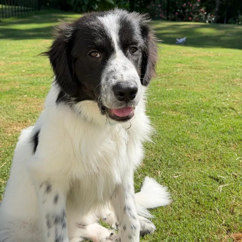 A young medium-sized male Great Pyrenees dog named Sullivan for adoption in Raleigh, NC