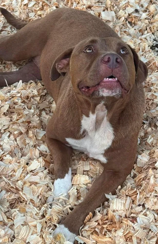 An adult large-sized female Mixed Breed dog named Avril for adoption in Troy, AL
