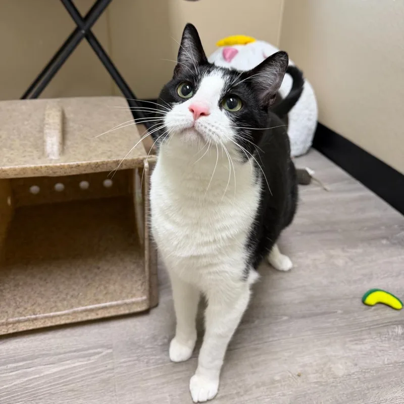A young medium-sized male Domestic Short Hair cat named Lucky for adoption in State College, PA