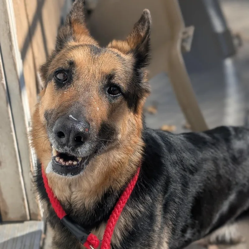 A senior medium-sized female Black German Shepherd Dog dog named Luna for adoption in Watertown, NY